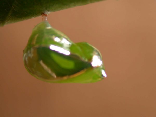 Episcada apuleia pupa lateral, KRW-226