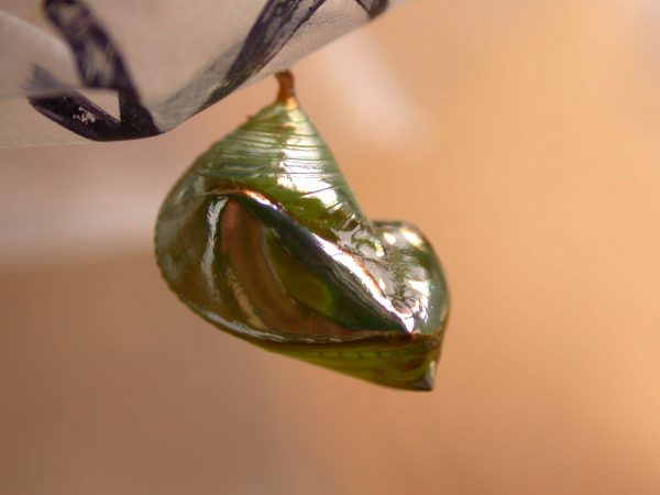 Episcada apuleia pupa lateral, KRW-271