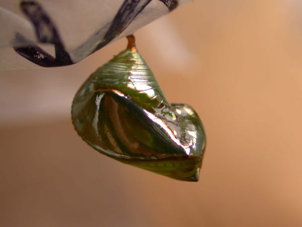 Episcada apuleia pupa lateral, KRW-271