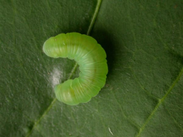Episcada apuleia prepupa, KRW-215