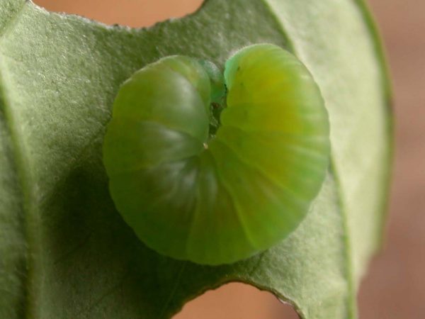 Episcada apuleia prepupa, KRW-226