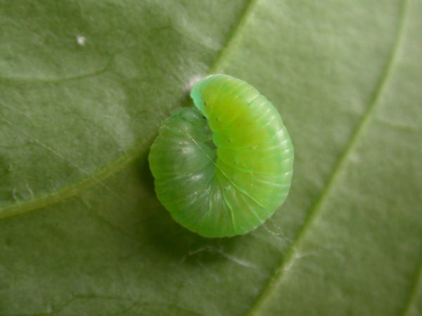 Episcada apuleia prepupa, KRW-283