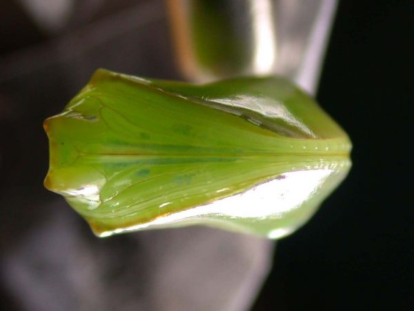 Episcada apuleia pupa ventral, KRW-179