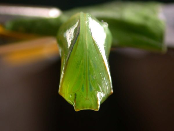 Episcada apuleia pupa ventral, KRW-180