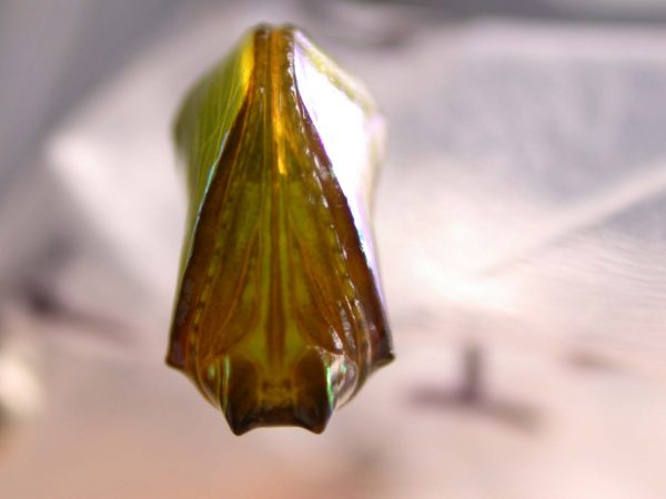 Episcada apuleia pupa ventral, KRW-193