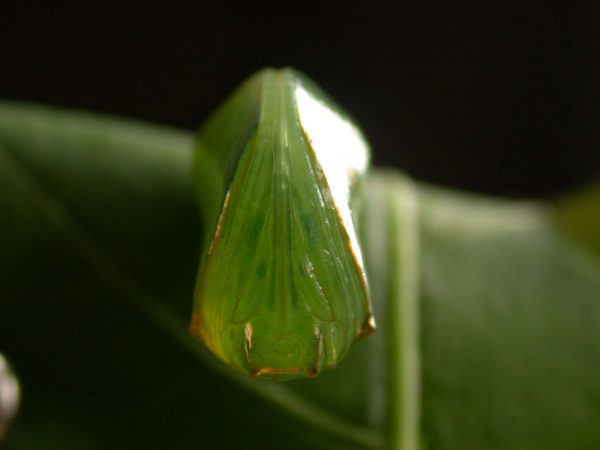 Episcada apuleia pupa ventral, KRW-195