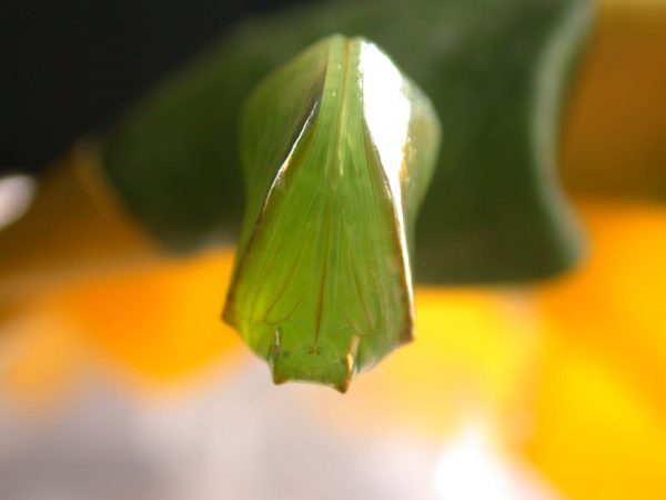 Episcada apuleia pupa ventral, KRW-212