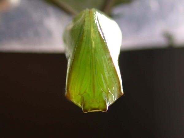 Episcada apuleia pupa ventral, KRW-213