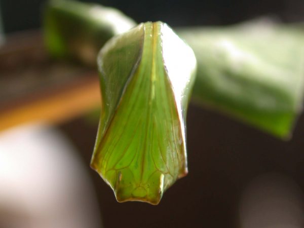 Episcada apuleia pupa ventral, KRW-214