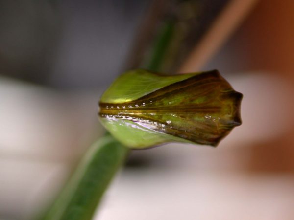 Episcada apuleia pupa ventral, KRW-215
