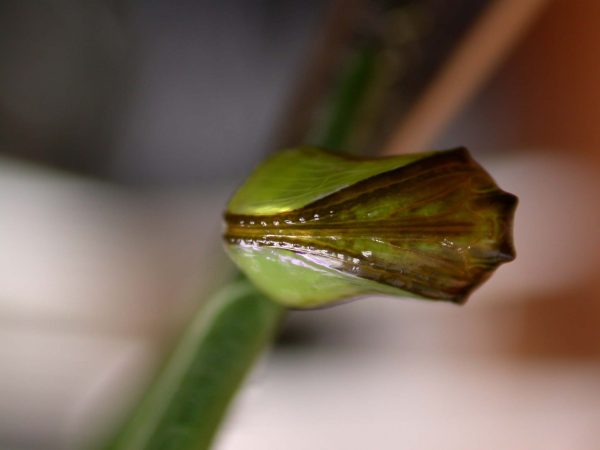 Episcada apuleia pupa ventral, KRW-215