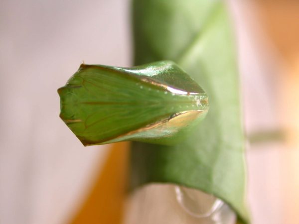 Episcada apuleia pupa ventral, KRW-215