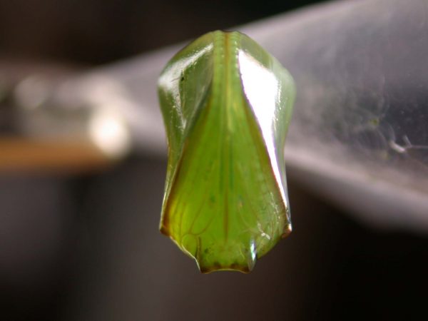 Episcada apuleia pupa ventral, KRW-221