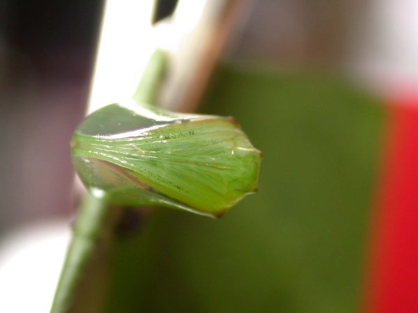 Episcada apuleia pupa ventral, KRW-226
