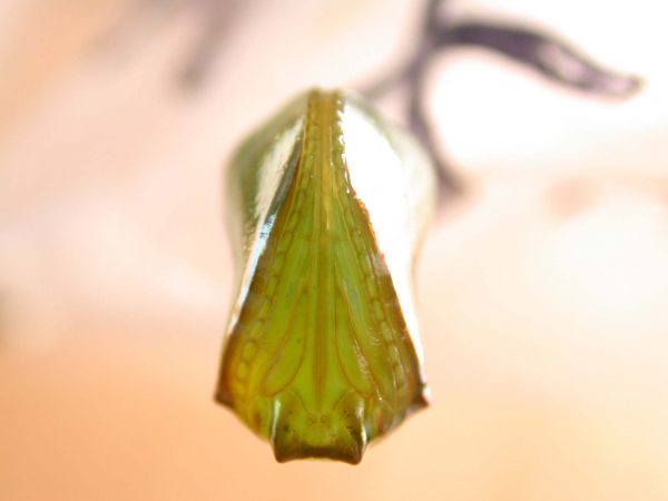 Episcada apuleia pupa ventral, KRW-271