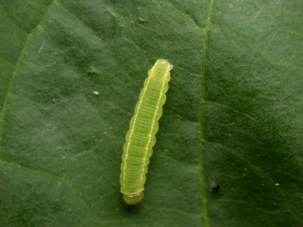 Episcada mira 4th instar, KRW-218