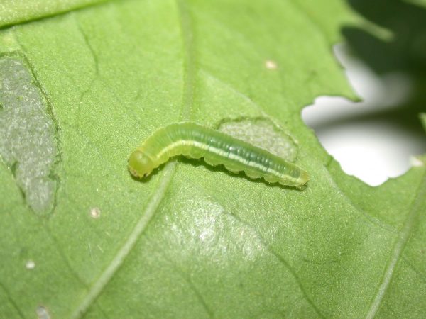 Episcada mira 4th instar, KRW-53