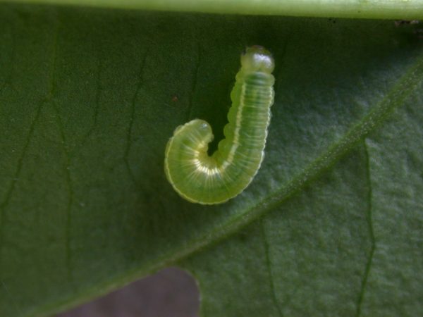 Episcada mira 4th instar, KRW-63-1