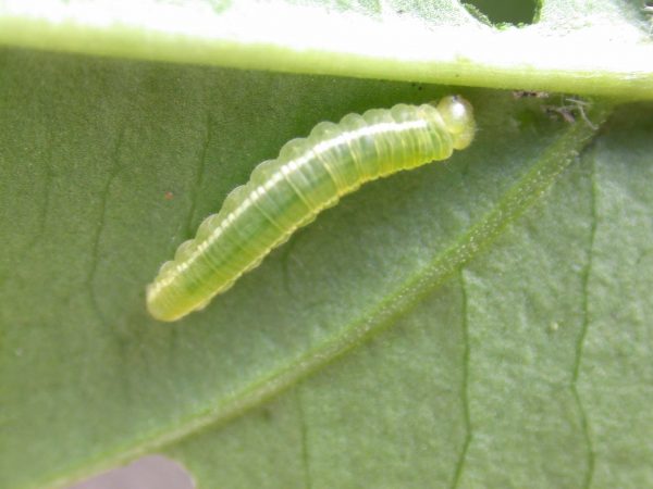 Episcada mira 4th instar, KRW-63-1