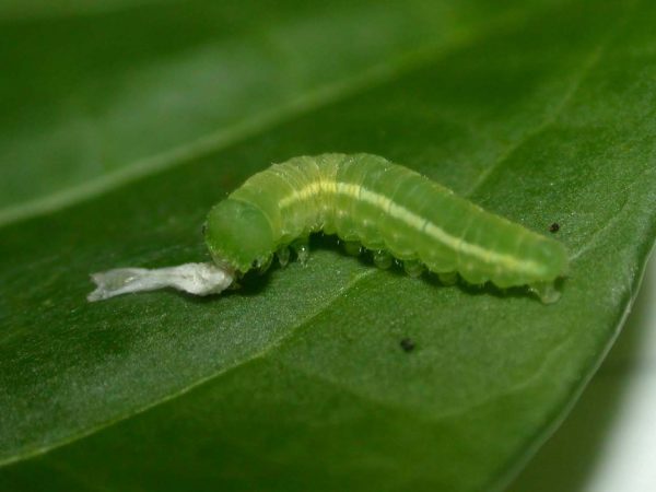 Episcada mira 4th instar, KRW-95