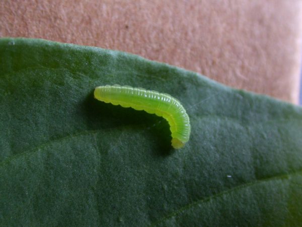 Episcada mira 4th instar, KRW-97