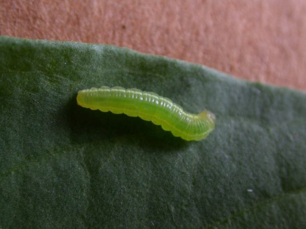 Episcada mira 4th instar, KRW-97