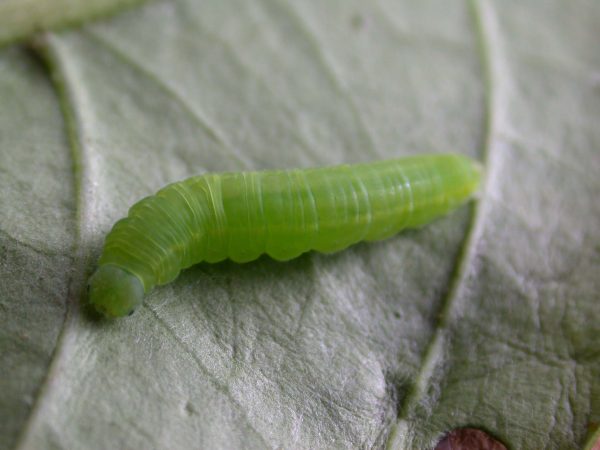 Episcada mira 5th instar, KRW-100