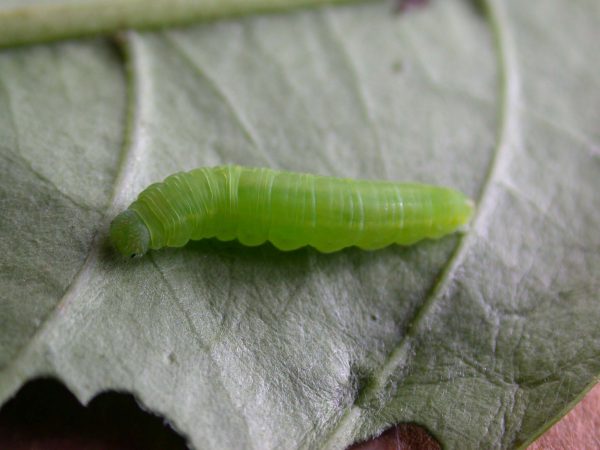 Episcada mira 5th instar, KRW-100