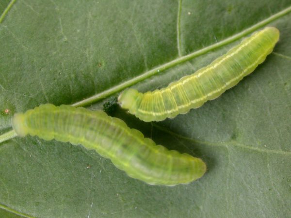 Episcada mira 5th instar, KRW-103