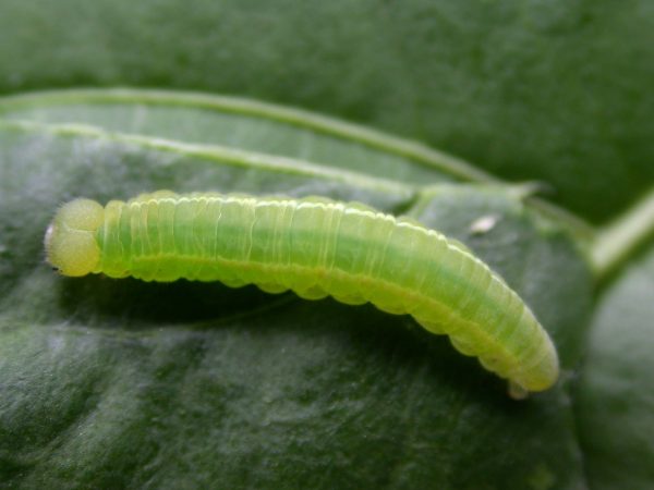 Episcada mira 5th instar, KRW-104