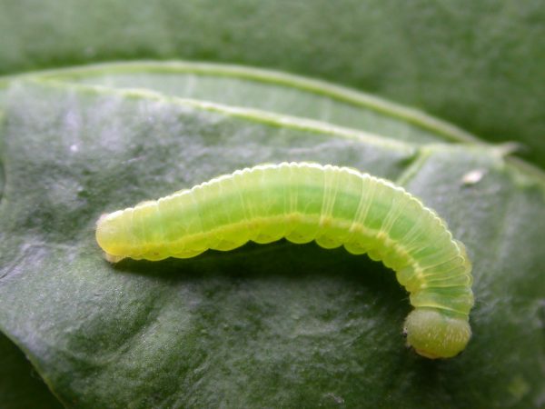 Episcada mira 5th instar, KRW-104