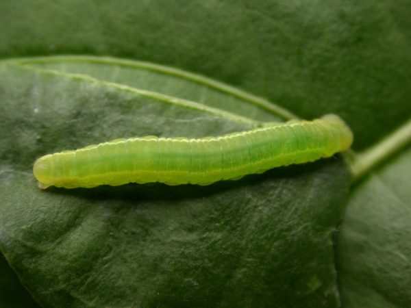 Episcada mira 5th instar, KRW-104