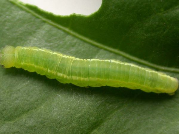 Episcada mira 5th instar, KRW-104