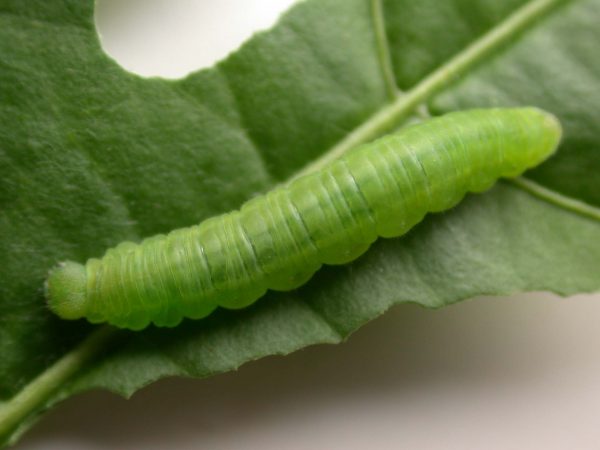 Episcada mira 5th instar, KRW-104