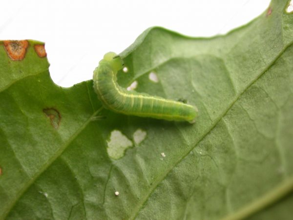 Episcada mira 5th instar, KRW-106