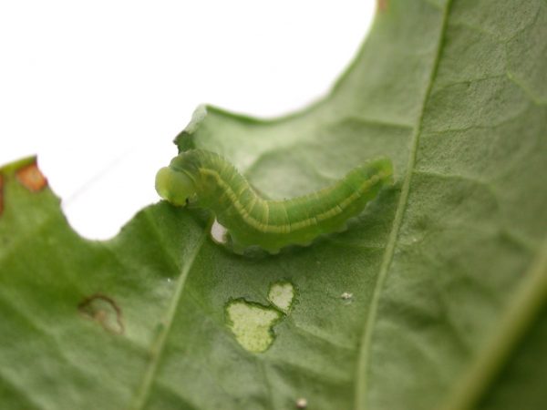 Episcada mira 5th instar, KRW-106