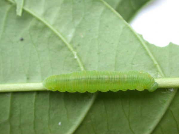 Episcada mira 5th instar, KRW-106