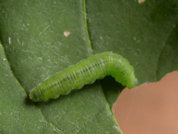 Episcada mira 5th instar, KRW-117