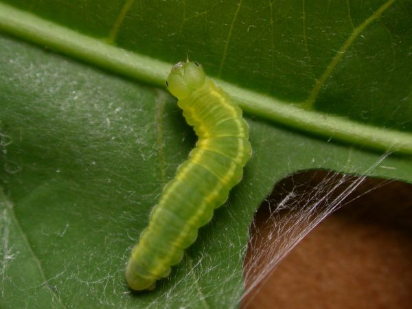 Episcada mira 5th instar, KRW-218