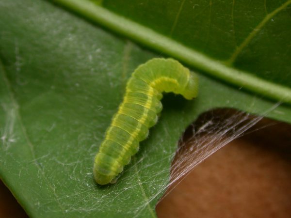 Episcada mira 5th instar, KRW-218