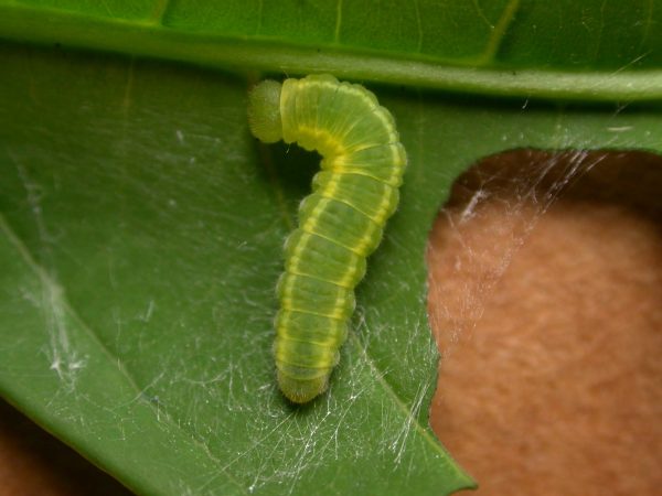 Episcada mira 5th instar, KRW-218