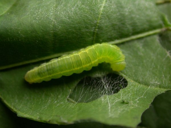 Episcada mira 5th instar, KRW-218