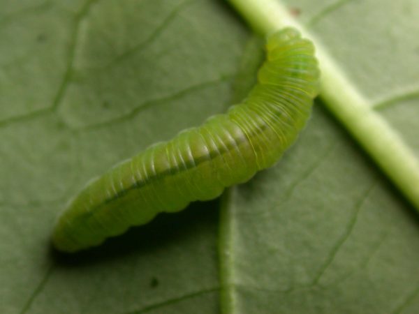 Episcada mira 5th instar, KRW-218