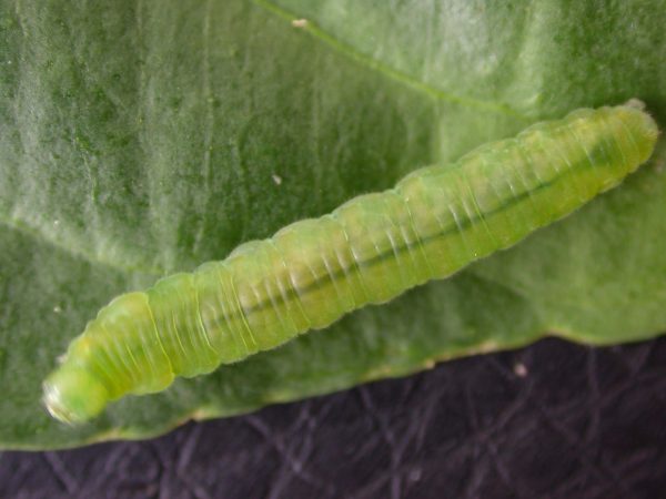 Episcada mira 5th instar, KRW-29