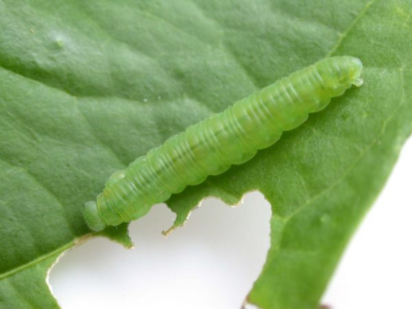 Episcada mira 5th instar, KRW-29