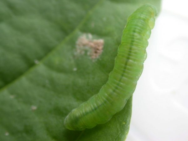 Episcada mira 5th instar, KRW-29