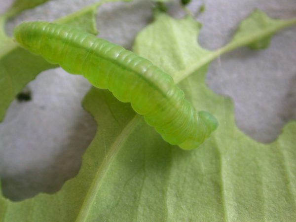 Episcada mira 5th instar, KRW-63-1