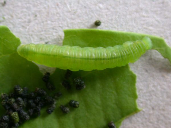 Episcada mira 5th instar, KRW-63-1
