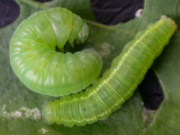 Episcada mira 5th instar prepupa, KRW-29
