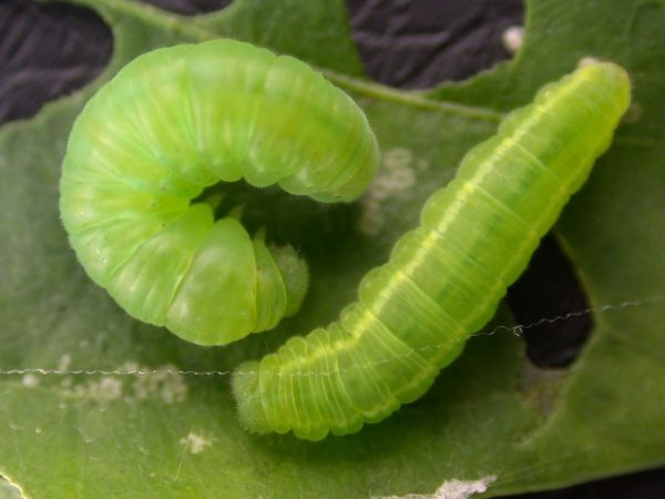 Episcada mira 5th instar prepupa, KRW-29
